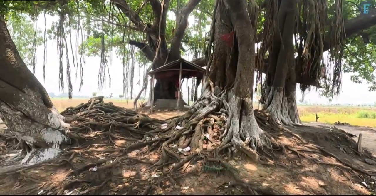 নওগাঁর রক্তদহ বিলের রক্তঝরা ইতিহাস  প্রাকৃতিক সম্পদ ও সমৃদ্ধ ইতিহাসের এক গর্বিত নাম রক্তদহ বিল