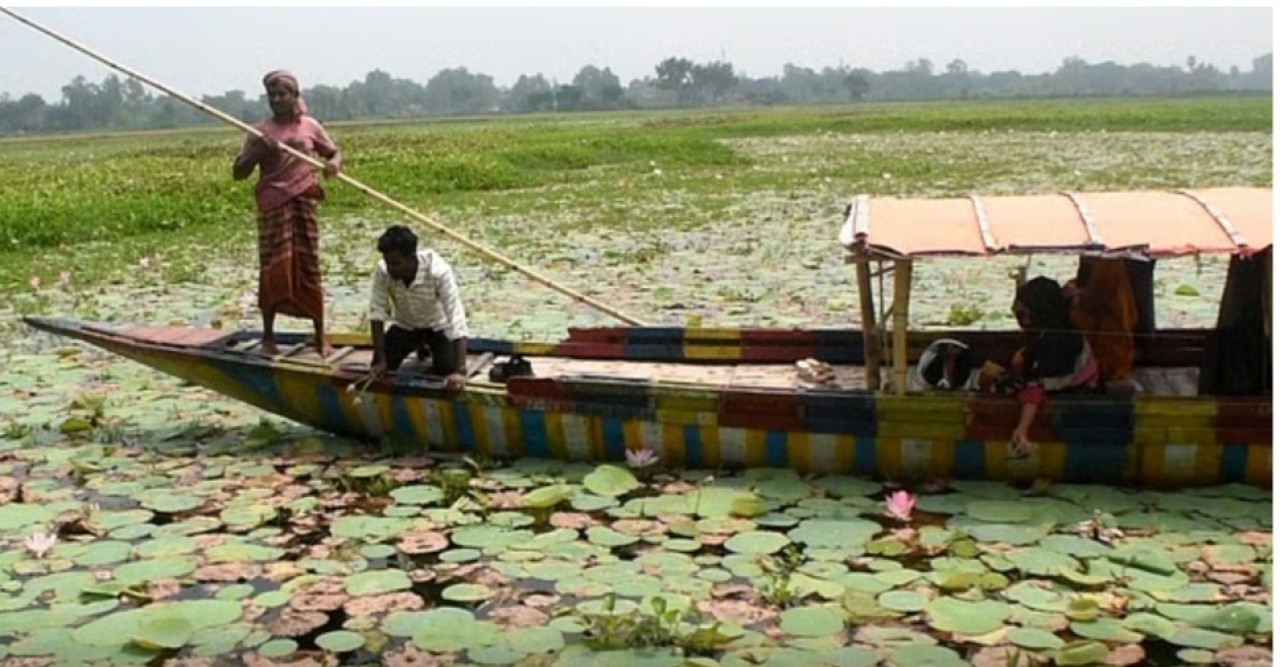 নওগাঁর হাঁসাইগাড়ী বিলে পদ্মফুলের হাসি