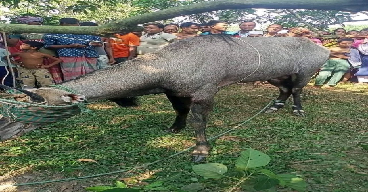 চাঁপাইনবাবগঞ্জের শিবগঞ্জ সীমান্তে একটি বিরল প্রজাতির নীলগাইয়ের সন্ধান