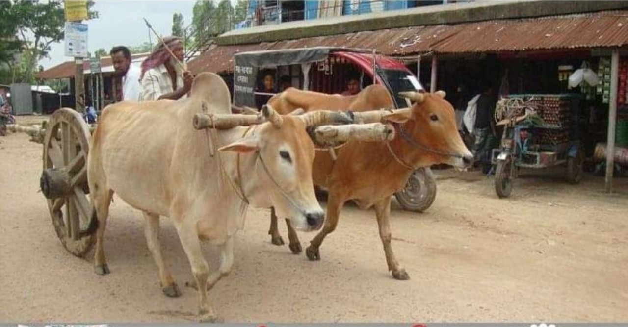 ঐতিহ্যবাহী গরুর গাড়ি যেন এখন রূপকথার গল্প