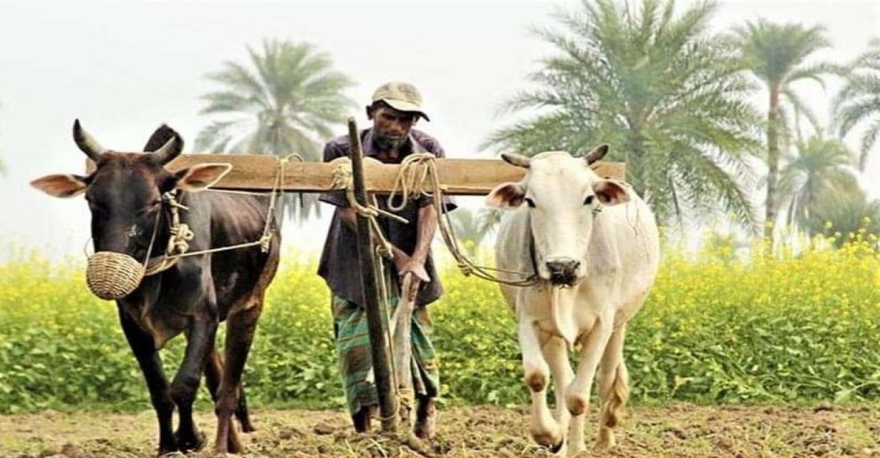 কুড়িগ্রামে বিলুপ্তির পথে গ্রামবাংলার ঐতিহ্য গরুর হাল