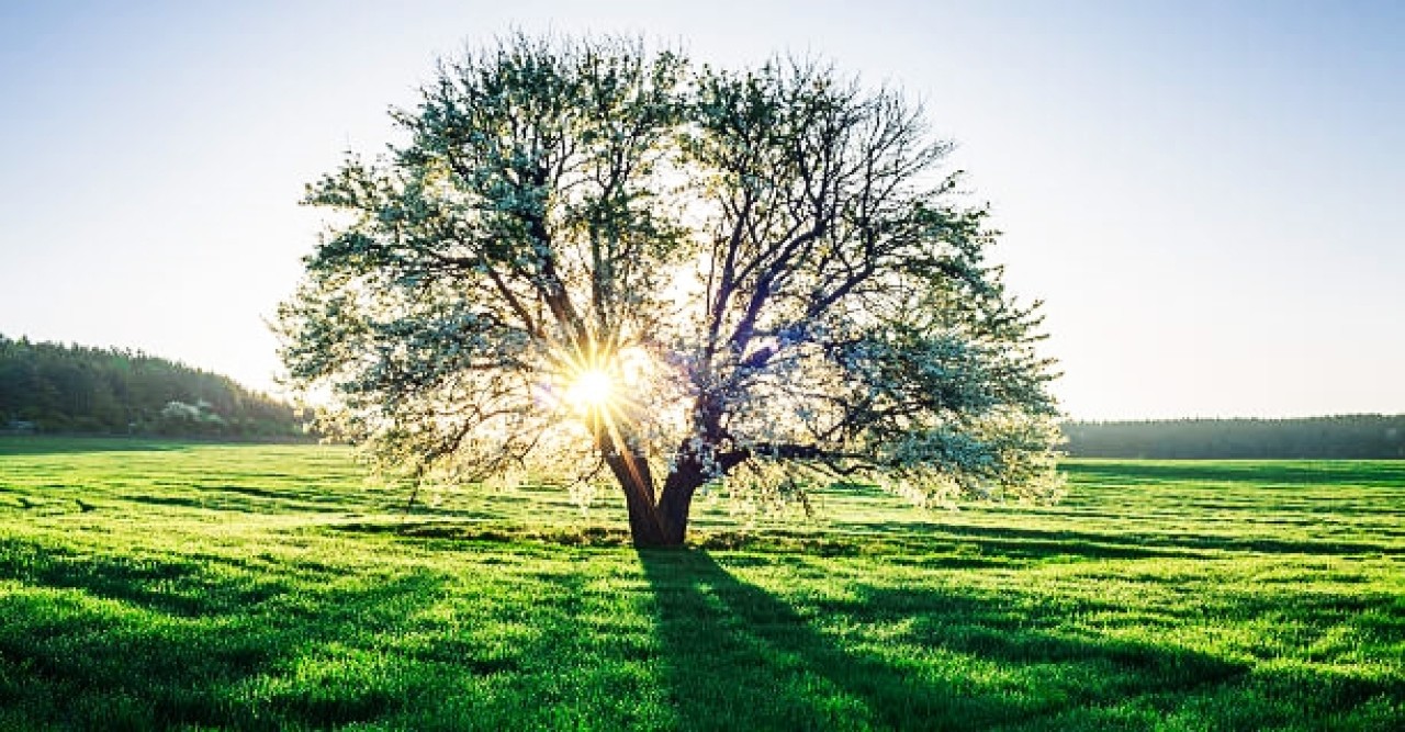 I Liked a Lonely Tree