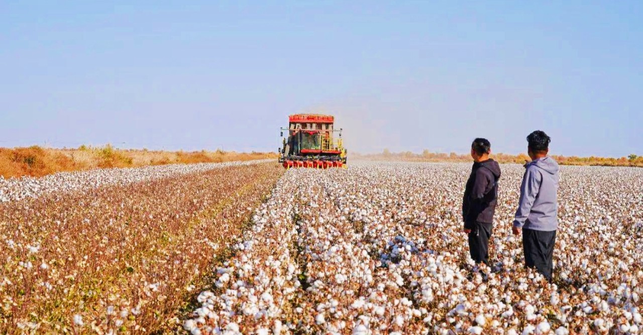 তুলার ফলন বাড়ানোর চেষ্টা তরুণ কৃষক গার্নি এমেটের