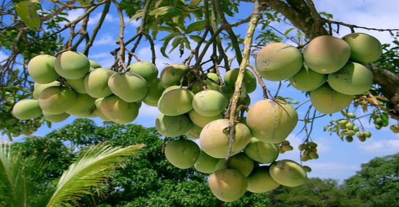 আম বাগানের গাছে-গাছে এলো আমের মুকুল