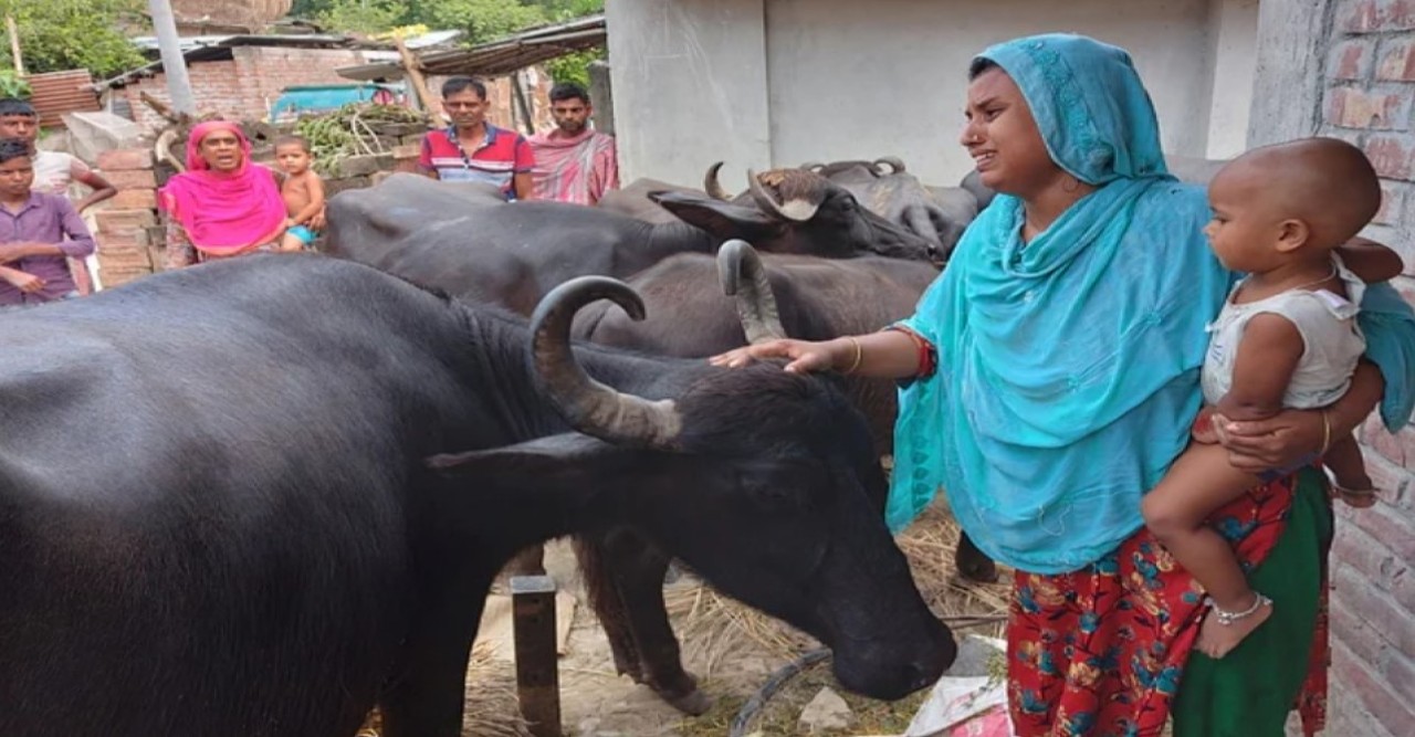 পদ্মার স্রোতে ‘ভেসে যাওয়ার’ ১৪ দিন পর ১৫ মহিষের ‘বাড়ি ফেরা’
