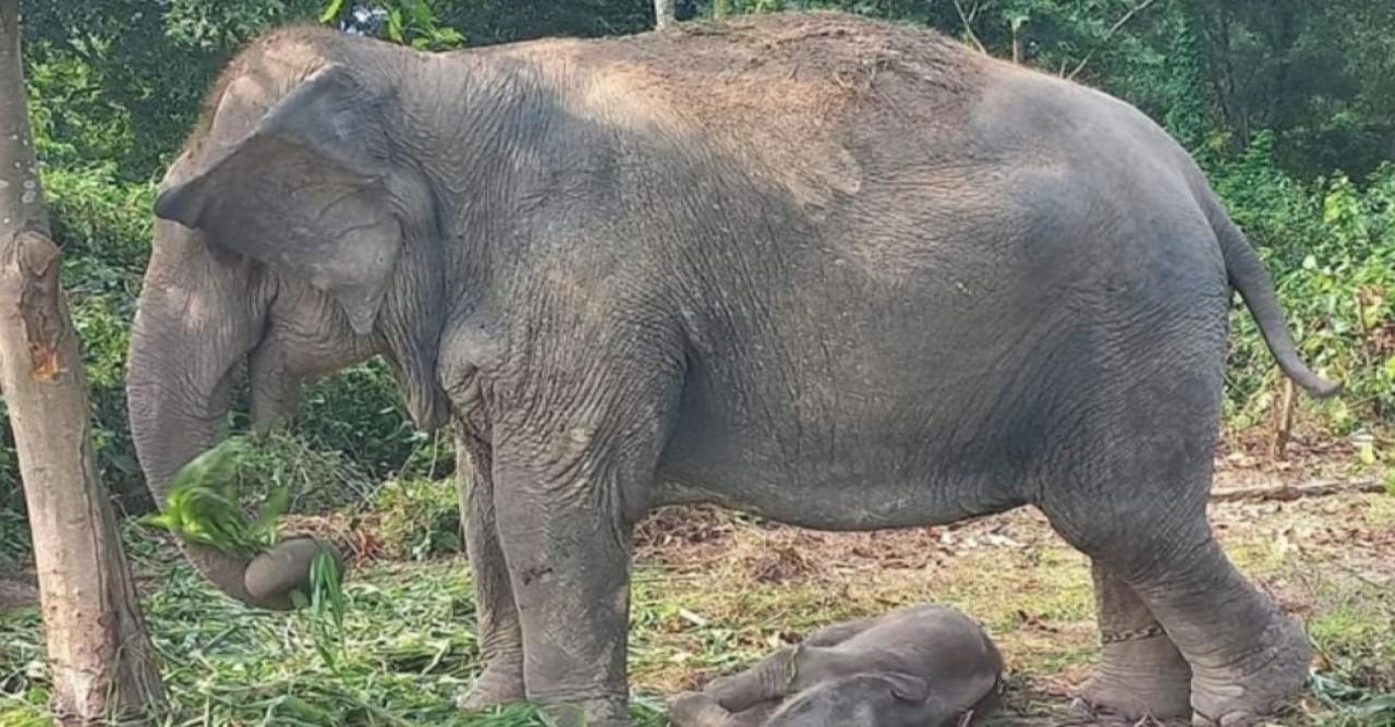 সাফারি পার্কে ‘বেলকলি’র পরিবারে নতুন অতিথি ‘আনারকলি’