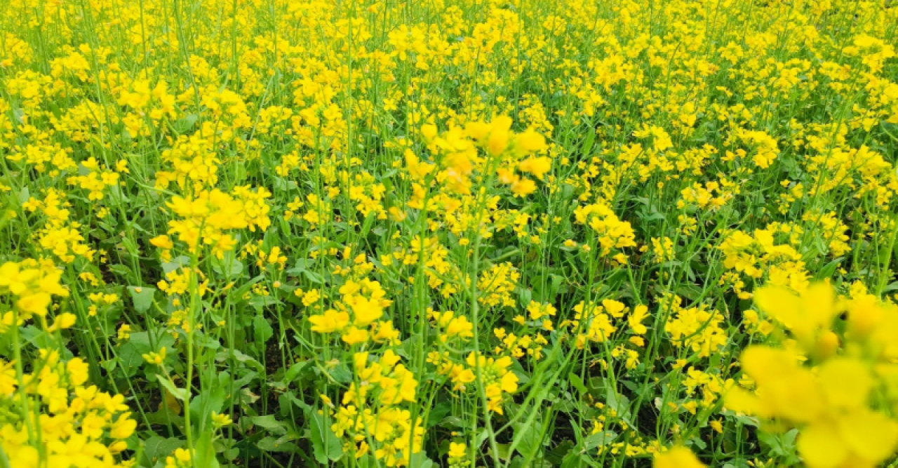 গোমস্তাপুরে সরিষা ফুলের হলুদ হাসিতে রঙিন ফসলি মাঠ