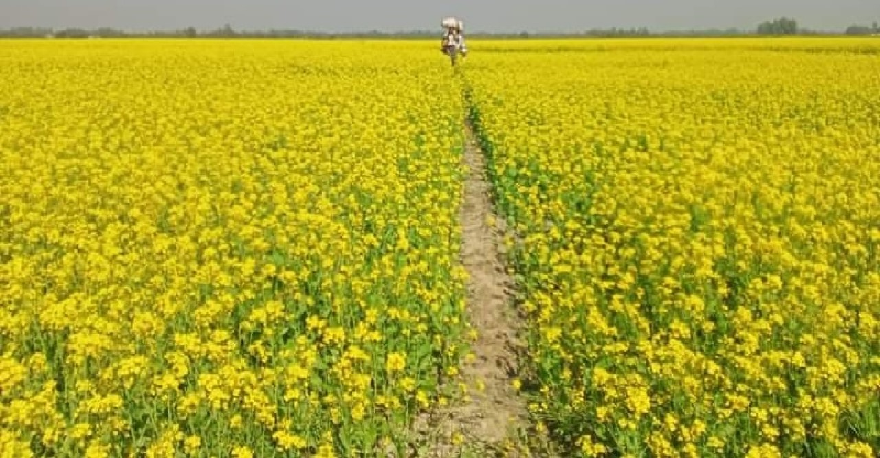 সরিষা ক্ষেতে মধুর চাষে লাভবান বগুড়ার মৌ চাষিরা