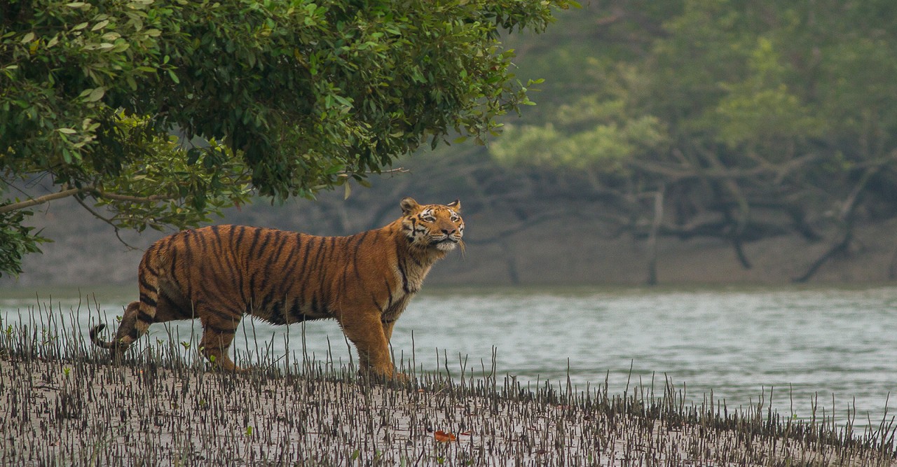 পর্যটকদের জন্য উম্মুক্ত হলো সুন্দরবন
