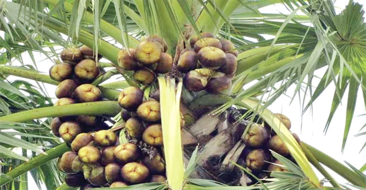 গ্রাম বাংলার ঐতিহ্য ও চিরচেনা তালগাছ এখন বিলুপ্তির পথে