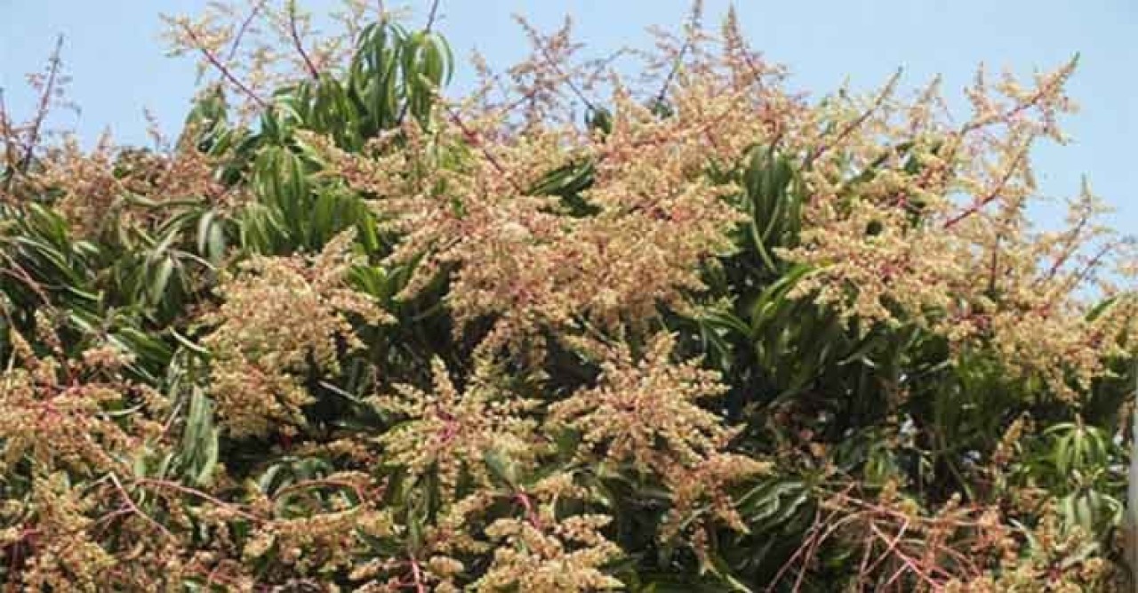 রাজশাহী অঞ্চলে লিচুর  মুকুলের সমারোহ