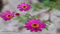 বন্ধু দিবস প্রতিদিন -জাকিয়া রহমান