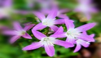 মা শব্দে - জাকিয়া রহমান