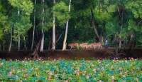 নওগাঁ জেলার ধামুইরহাটের আলতাদিঘী জাতীয় উদ্যান