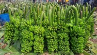 নওগাঁয় অন্যান্য ফসলের সাথে পাল্লা দিয়ে বাড়ছে কলা চাষ