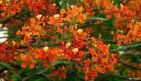 ফাগুনের আগুন নিয়ে হাজির বসন্তের দূত