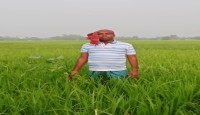আদমদীঘিতে বোরো ধানের বাম্পার ফলনের আশা