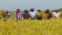 এবারও আদমদীঘিতে বোরো ধানের বাম্পার ফলন; কৃষকের মুখে হাসি