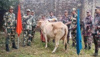 ভারত থেকে আসা গরু ফেরত দিল বাংলাদেশ