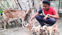 আদমদীঘিতে এক ছাগলের ৫ বাচ্চা প্রসব