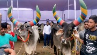 বগুড়ায় শুরু হলো দুই দিনব্যাপী গরুমেলা