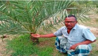 রাণীনগরে চাষ হচ্ছে সৌদির খেজুর
