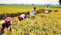 বগুড়ায় ধানের মৌ-মৌ গন্ধে কৃষকদের মুখে হাসি