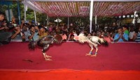 বগুড়ায় বৈশাখী মেলায় ঐতিহ্যবাহী মোরগ লড়াই