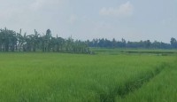 জয়পুরহাটে সীমান্তে কাঁটাতারের বেড়া নির্মাণের চেষ্টা বিএসএফের, বিজিবির বাধা