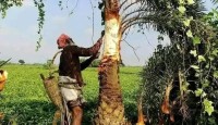 নওগার,আত্রাইয়ে শীতের আগমনী বার্তায় খেজুর রস সংগ্রহে ব্যস্ত গাছিরা