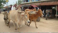 ঐতিহ্যবাহী গরুর গাড়ি যেন এখন রূপকথার গল্প