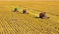 ছাড়িয়ে যাবে চীনের শস্য উৎপাদন ৭শত মিলিয়ন টন