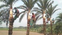 চুয়াডাংগার জীবননগরে শীতের আগমনী বার্তা, খেজুর গাছ প্রস্তুতে ব্যস্ত গাছিরা