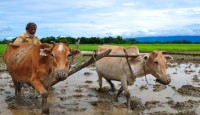 উত্তরাঞ্চলে প্রযুক্তি ছোঁয়ায় বিলুপ্ত হাজার বছরের ঐতিহ্য লাঙ্গলের চাষ
