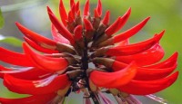 বগুড়ার বিলুপ্তির পথে মান্দার ফুল