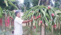 শিক্ষকতার পাশাপাশি ড্রাগন চাষে লাখপতি নোয়াখালীর শিক্ষক