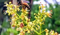 রাজশাহীর গাছে এসেছে আমের মুকুল