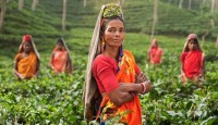 চা-শ্রমিকদের নিকট গ্রহণযোগ্য যৌক্তিক মজুরি নির্ধারণের আহবান টিআইবির