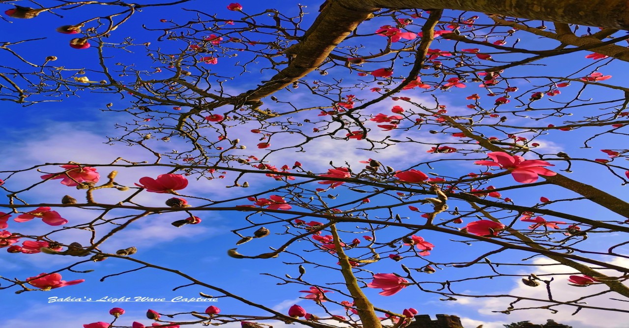 সুখ রঙের ফুল  - জাকিয়া রহমান