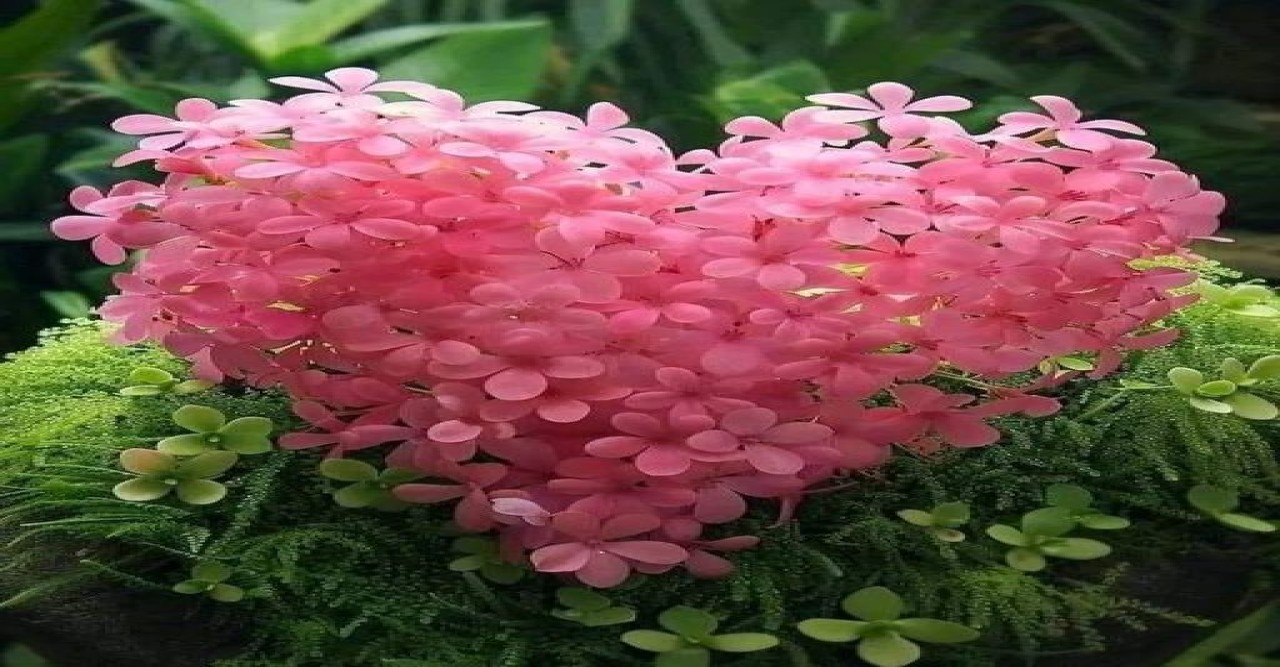 ঝিরিঝিরি বৃষ্টি পড়ছে আমার শহরে, ক্যানবেরাতে...আইভি রহমান