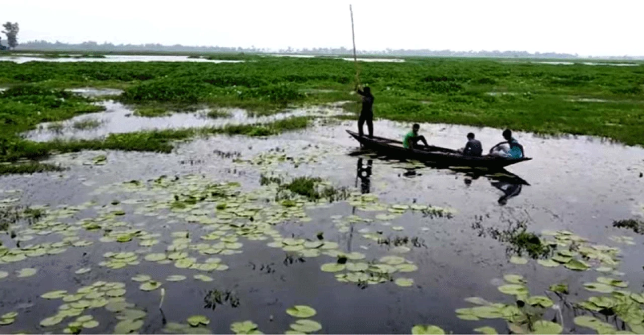আদমদীঘির রক্তদহ বিল ইতিহাস ও ঐতিহ্যের সাক্ষী এখন বিলুপ্তির পথে