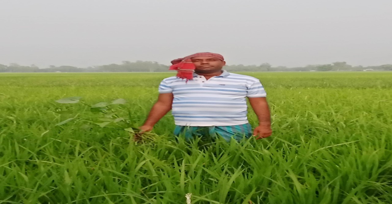 আদমদীঘিতে বোরো ধানের বাম্পার ফলনের আশা