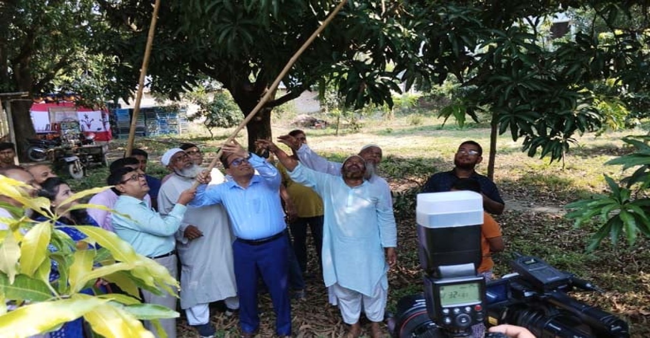 চুয়াডাঙ্গায় আম সংগ্রহ মৌসুম ২০২৪ এর উদ্বোধন