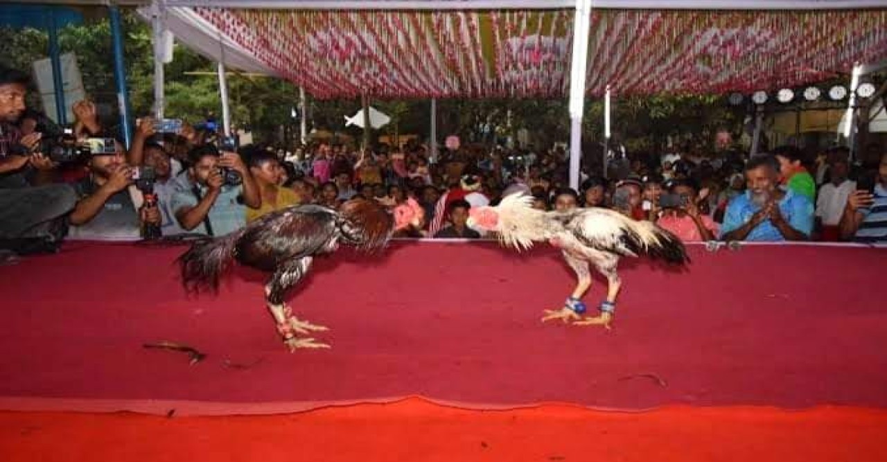 বগুড়ায় বৈশাখী মেলায় ঐতিহ্যবাহী মোরগ লড়াই