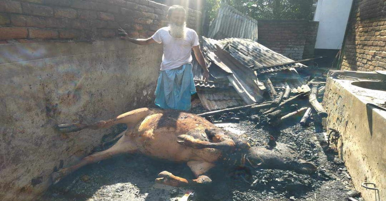 জীবননগরে গোয়াল ঘরে ভয়াবহ অগ্নিকাণ্ড:পুড়ে মারা গেল গরু