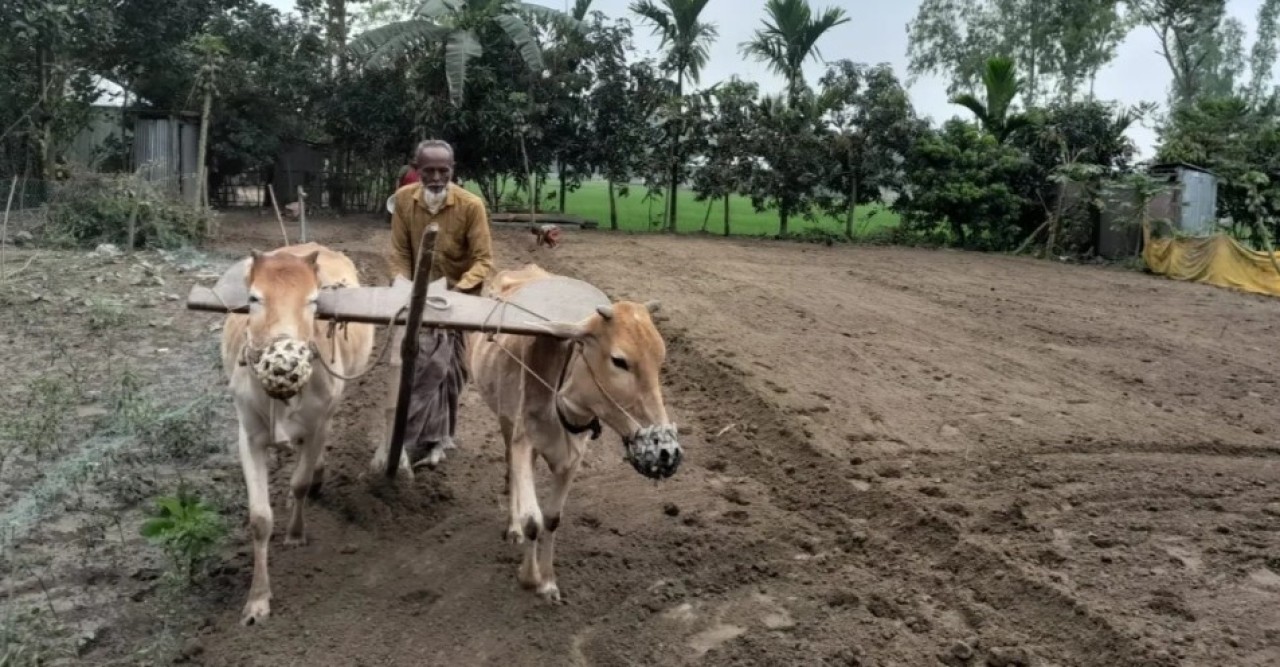 কলের এই যুগেও গরু দিয়ে হালচাষ করেন গাইবান্ধার মোজাম্মেল