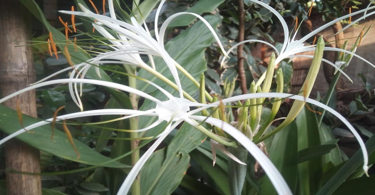 পথের ধারে সাদা স্পাইডার লিলির দেখা